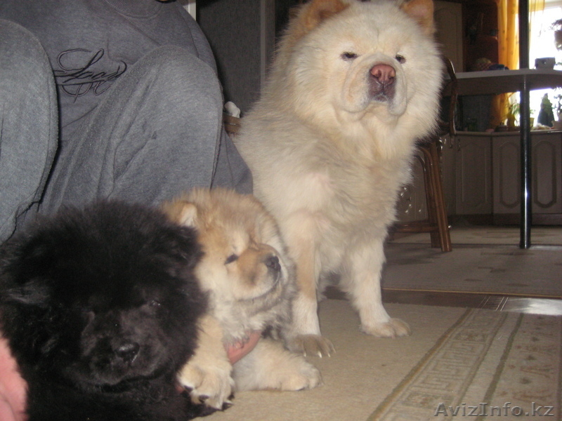 Продам щенков Чау-Чау, 3 месяца, окрас черный и палевый. - Изображение #1, Объявление #615240