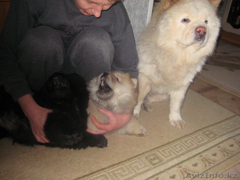 Продам щенков Чау-Чау, 3 месяца, окрас черный и палевый. - Изображение #2, Объявление #615240