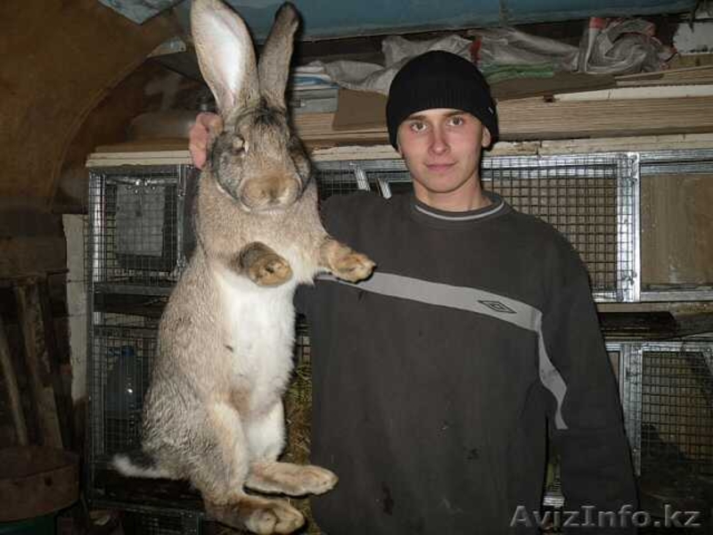 Бельгийский великан - Изображение #1, Объявление #611997