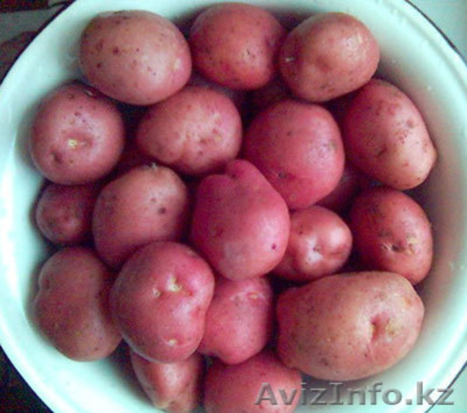 продам картофель семенную и едовую - Изображение #2, Объявление #643142
