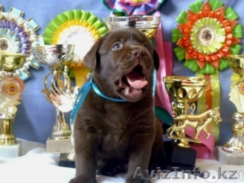 ОЖЕДАЮТСЯ ЩЕНКИ ЧАУ-ЧАУ, ЕСТЬ щенки немецкой овчарки,  ЛУЧШИЕ ЩЕНКИ В  - Изображение #5, Объявление #518519