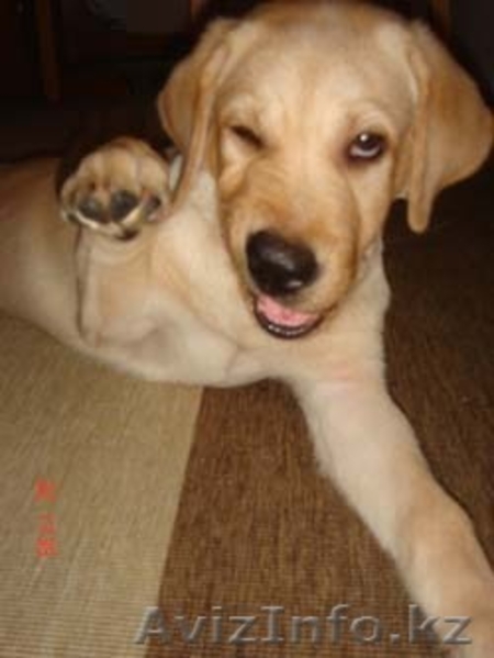 ОЖЕДАЮТСЯ ЩЕНКИ ЧАУ-ЧАУ, ЕСТЬ щенки немецкой овчарки,  ЛУЧШИЕ ЩЕНКИ В  - Изображение #4, Объявление #518519