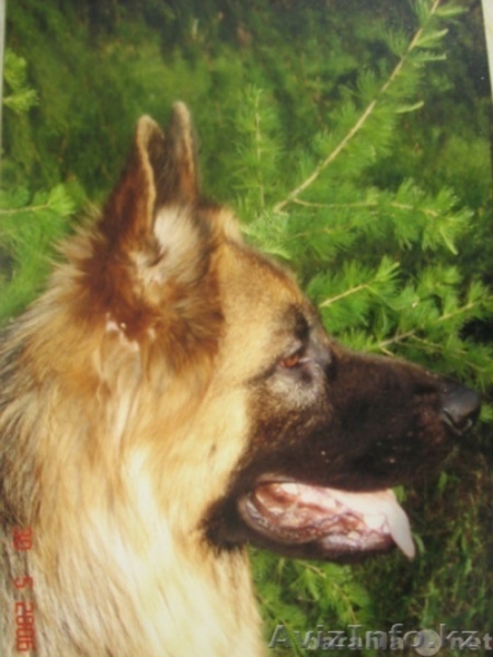 ОЖЕДАЮТСЯ ЩЕНКИ ЧАУ-ЧАУ, ЕСТЬ щенки немецкой овчарки,  ЛУЧШИЕ ЩЕНКИ В  - Изображение #3, Объявление #518519