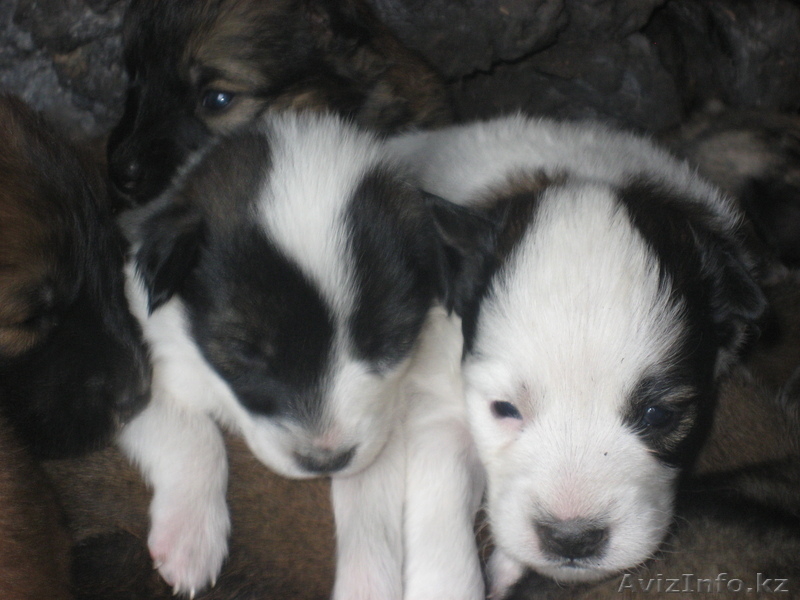 Отдам щенят дворняги в хорошие руки - Изображение #1, Объявление #697053