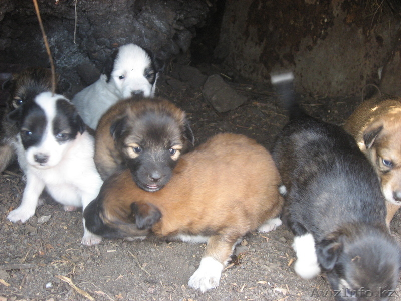 Отдам щенят дворняги в хорошие руки - Изображение #3, Объявление #697053