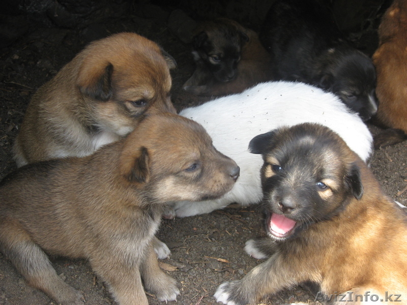 Отдам щенят дворняги в хорошие руки - Изображение #4, Объявление #697053