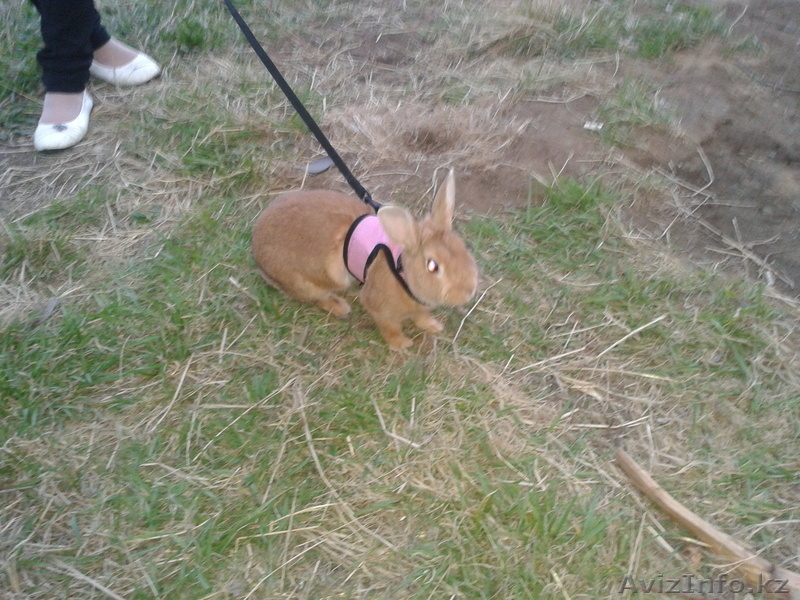 Продаю декоративных кроликов - Изображение #3, Объявление #702401