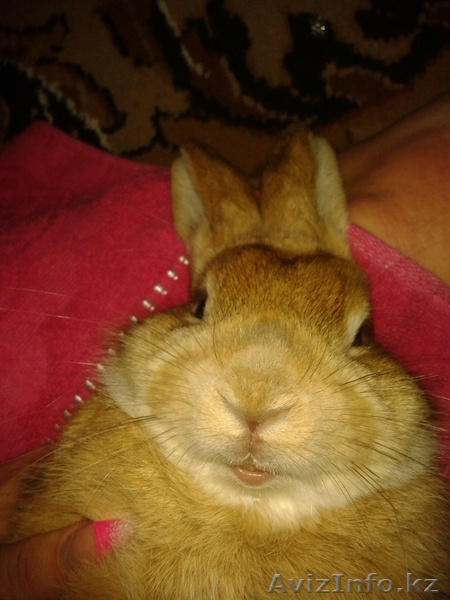 Продаю декоративных кроликов - Изображение #2, Объявление #702401