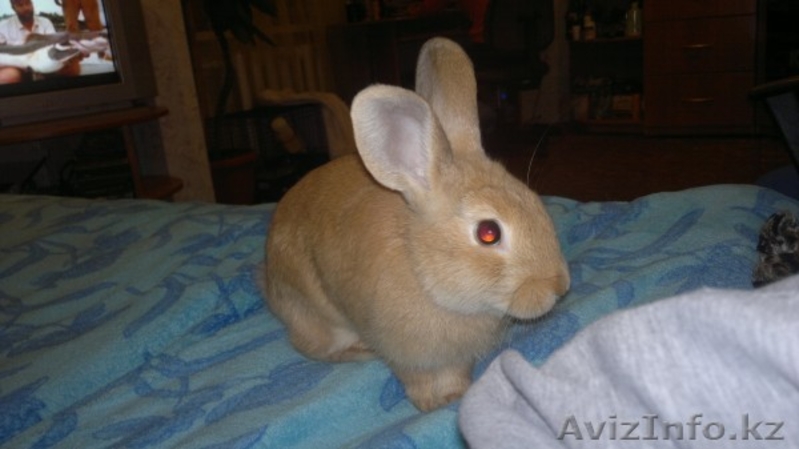 Продаю декоративных кроликов - Изображение #1, Объявление #702401