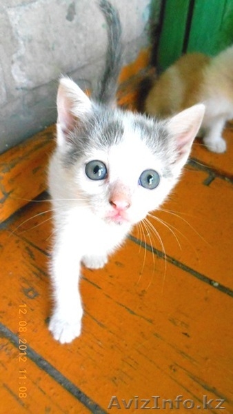 отдам кисок в хорошие руки - Изображение #1, Объявление #736616