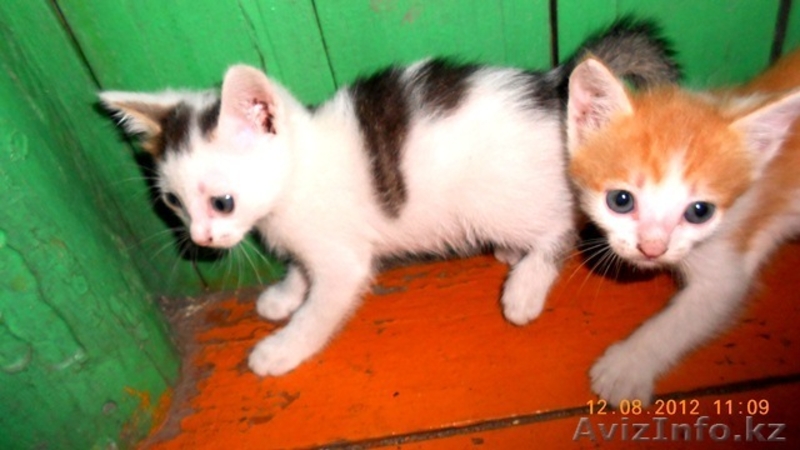 отдам кисок в хорошие руки - Изображение #2, Объявление #736616