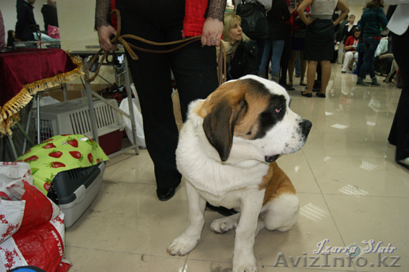 Выставки собак в Петропавловске - Изображение #10, Объявление #643209