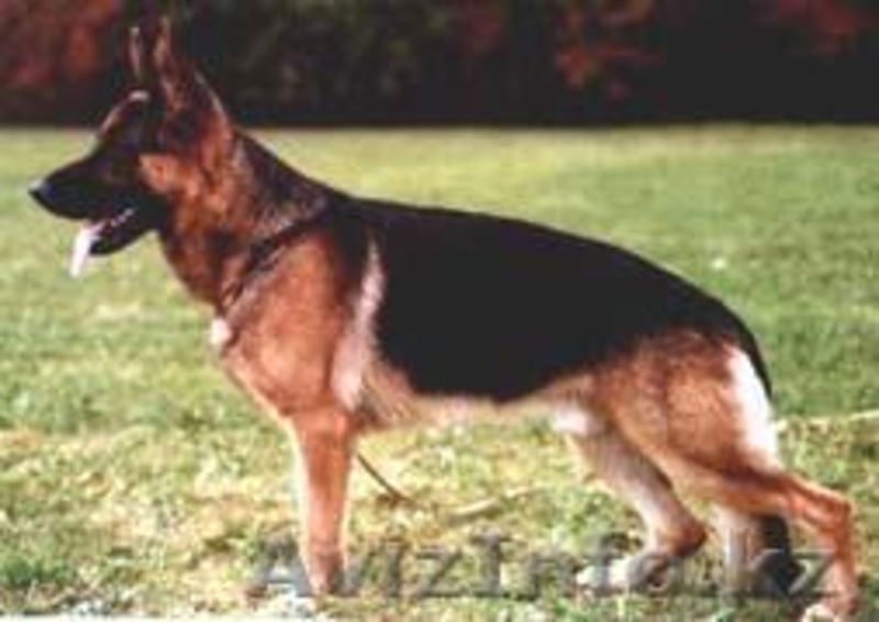 Прадаем Щенков немецкой овчарки от отличных производителей - Изображение #5, Объявление #818598