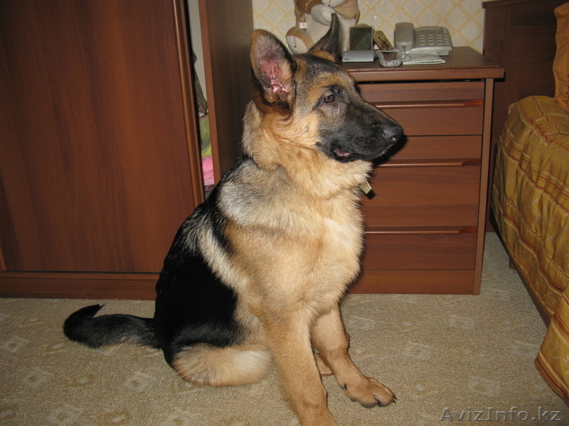 Выставки собак в Петропавловске - Изображение #4, Объявление #643209