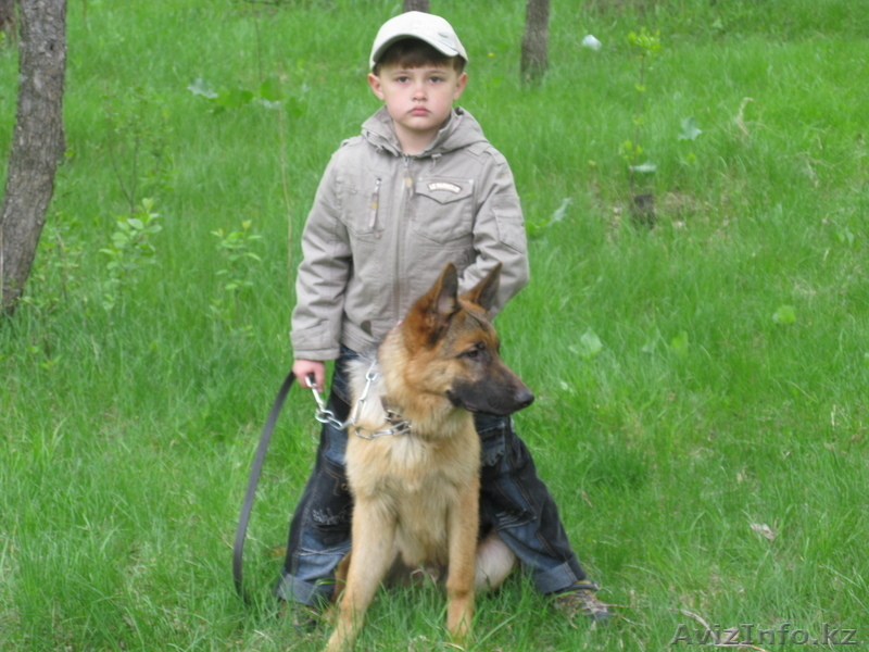 Выставки собак в Петропавловске - Изображение #5, Объявление #643209