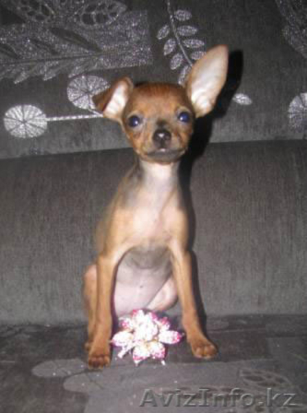 Выставки собак в Петропавловске - Изображение #6, Объявление #643209