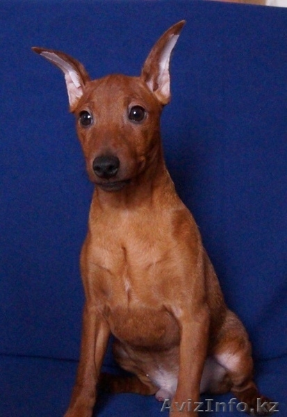 Пинчер карликовый 4 месяца,привит,родословная - Изображение #2, Объявление #843306