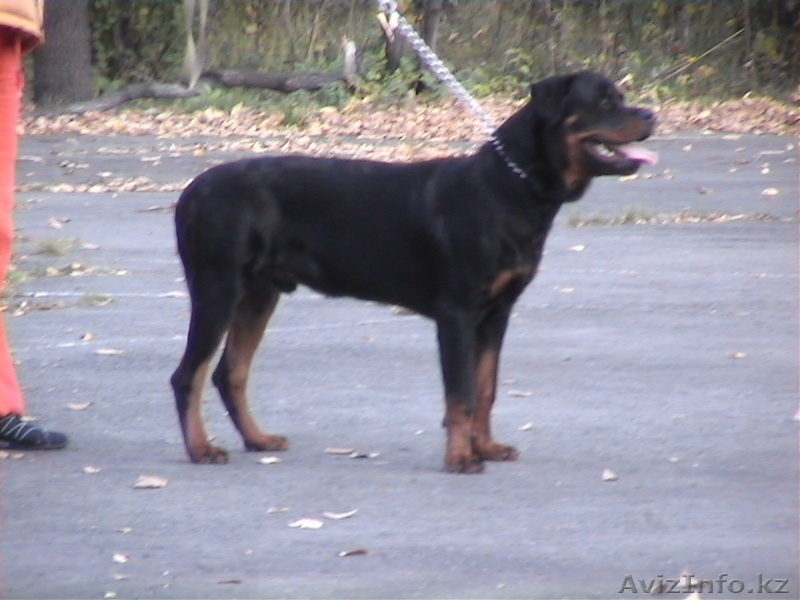Прадаем Щенков немецкой овчарки от отличных производителей - Изображение #1, Объявление #818598