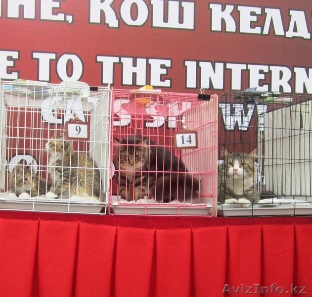 Питомник мейн кунов "KUNKITTI ASTANA"  - Изображение #6, Объявление #847433