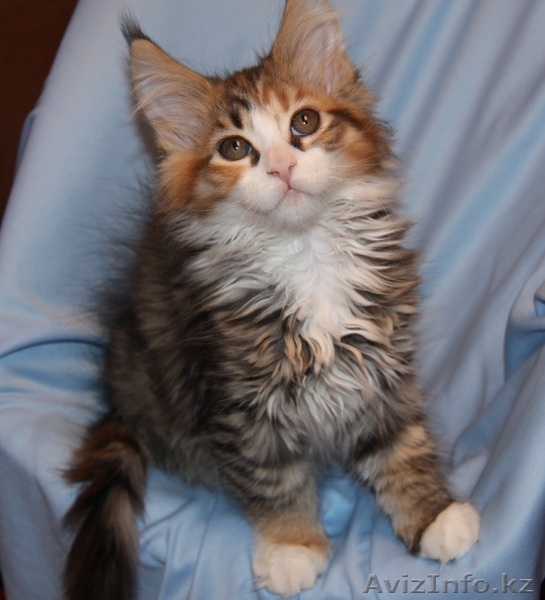 Питомник мейн кунов "KUNKITTI ASTANA"  - Изображение #3, Объявление #847433