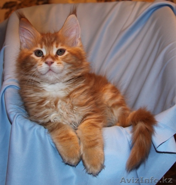 Питомник мейн кунов "KUNKITTI ASTANA"  - Изображение #8, Объявление #847433