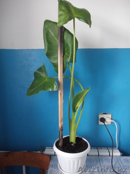 комнатные растения недорого! - Изображение #1, Объявление #879395