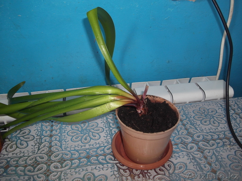 комнатные растения недорого! - Изображение #3, Объявление #879395