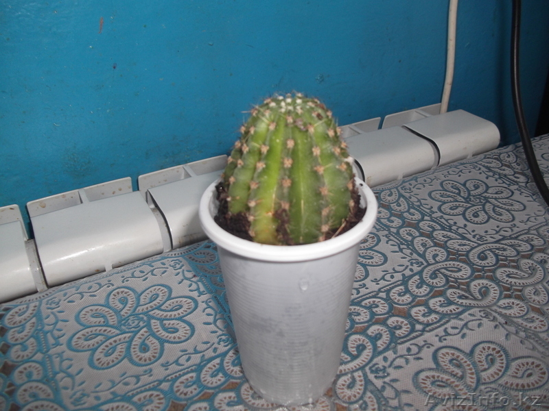 комнатные растения недорого! - Изображение #4, Объявление #879395