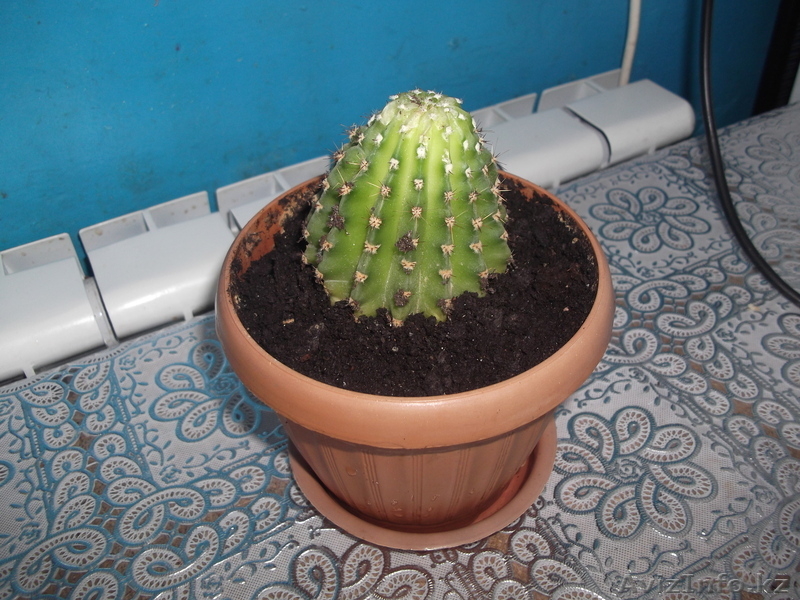 комнатные растения недорого! - Изображение #7, Объявление #879395