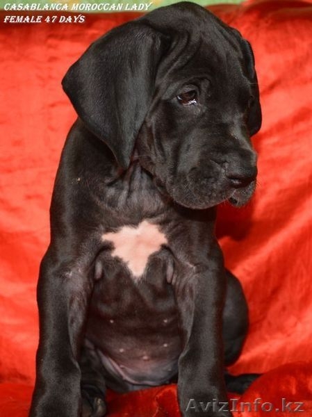 Щенки немецкого дога - Изображение #4, Объявление #955411