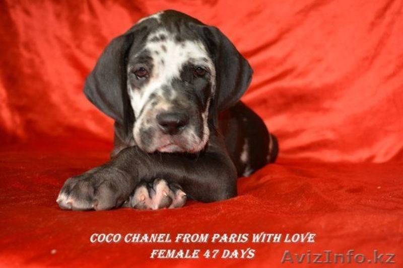 Щенки немецкого дога - Изображение #5, Объявление #955411