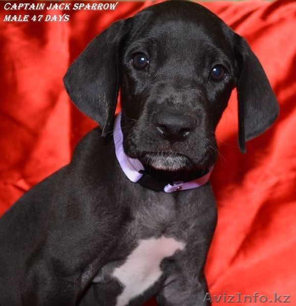 Щенки немецкого дога - Изображение #3, Объявление #955411