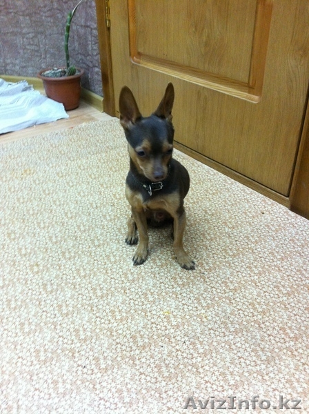 Кобель Той-терьера Случка - Изображение #1, Объявление #998365