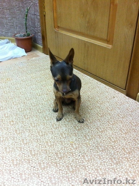 Кобель Той-терьера Случка - Изображение #2, Объявление #998365