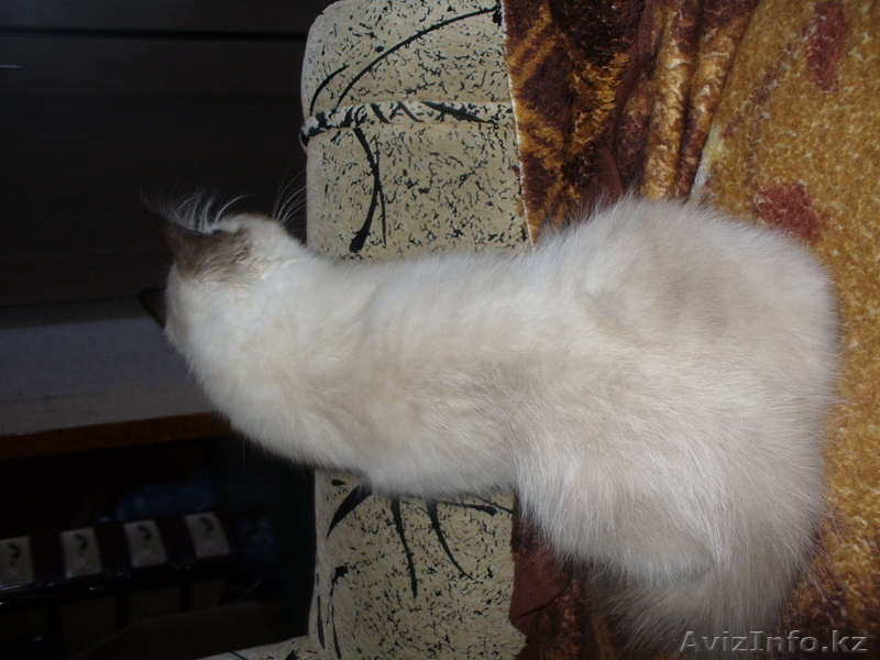 Пуртов Дима purt-00     7057612432 - Изображение #1, Объявление #1012414