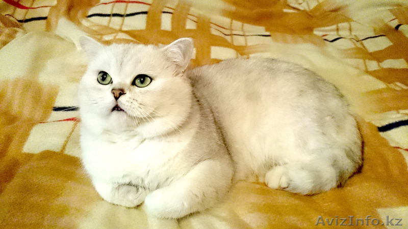 Шотландские котята  ОМИЧИ , окраса  шиншиллы - Изображение #2, Объявление #1048683