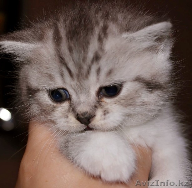 Британские котята недорого - Изображение #3, Объявление #1110572