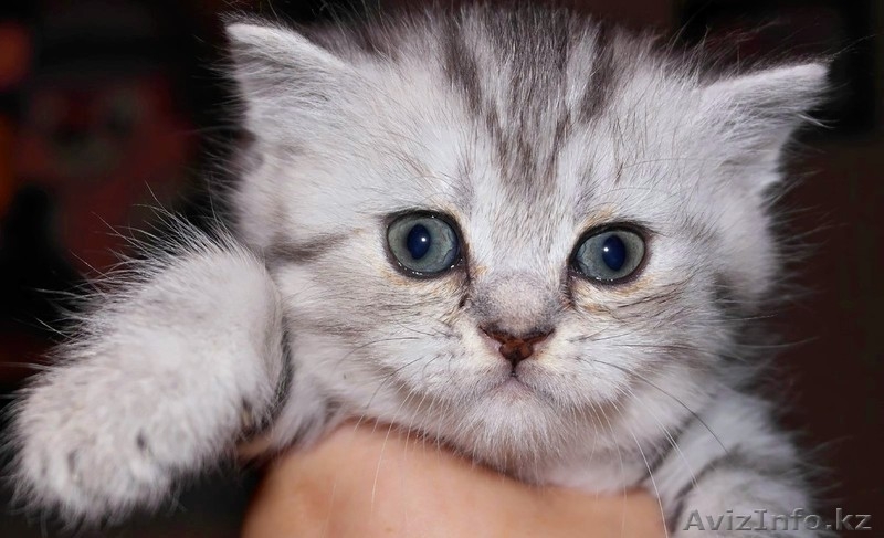 Британские котята недорого - Изображение #1, Объявление #1110572