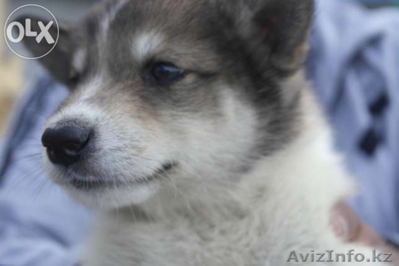 Продам 1,5-месячных щенят чистокровной западно-сибирской лайки.   - Изображение #2, Объявление #1112810