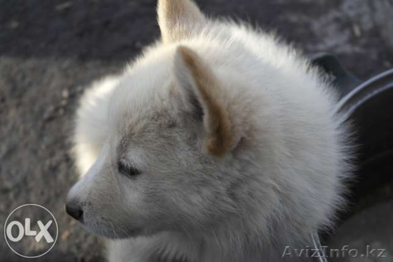 Продам 1,5-месячных щенят чистокровной западно-сибирской лайки.   - Изображение #4, Объявление #1112810