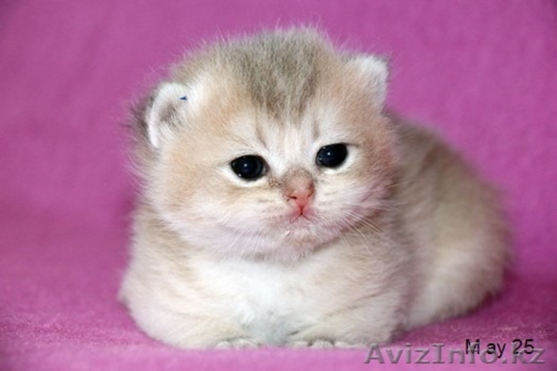 Питомник британских кошек - Изображение #3, Объявление #1156940