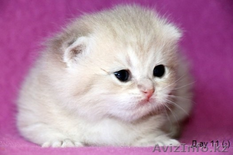 Питомник британских кошек - Изображение #1, Объявление #1156940