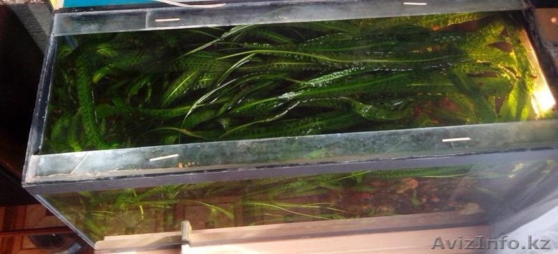 Криптокорина апоногетонолистная - Изображение #2, Объявление #1161932