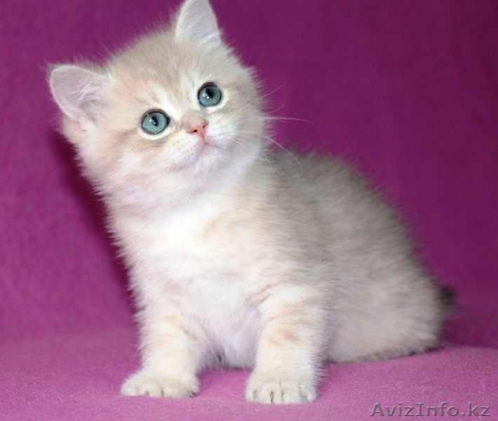 Британские котята драгоценных окрасов - Изображение #2, Объявление #1171650