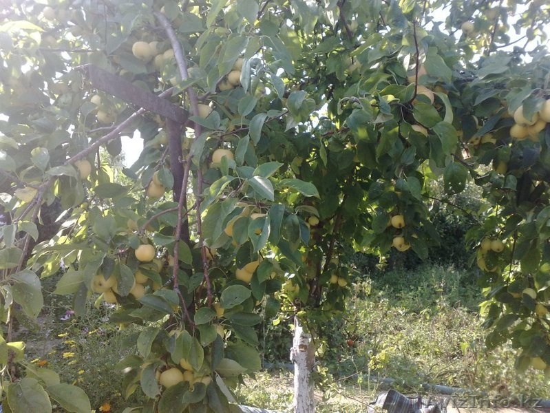 Продам дачу в живописном месте - Изображение #6, Объявление #1249586