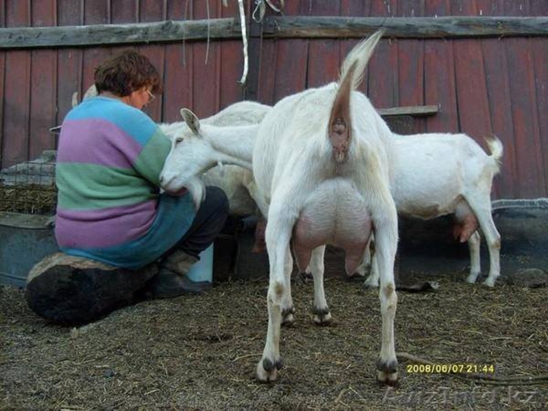 Продажа высокопородного молодняка зааненских коз - Изображение #9, Объявление #1268124