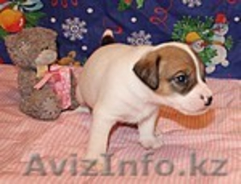 Продам щенков Парсон рассел терьера  - Изображение #1, Объявление #592004