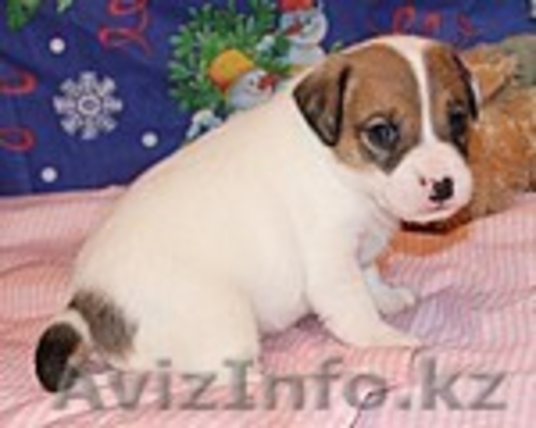 Продам щенков Парсон рассел терьера  - Изображение #2, Объявление #592004