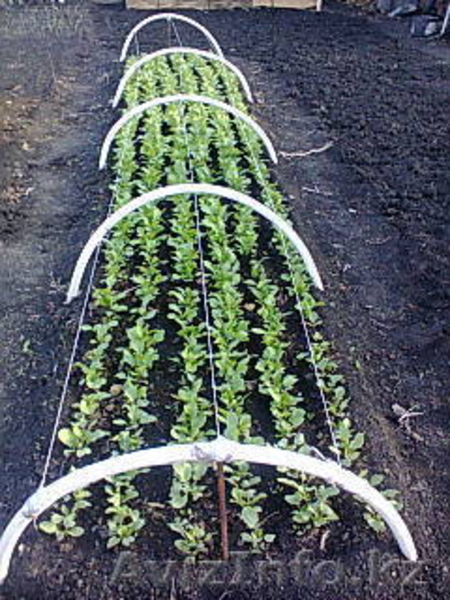 продам дачу общество Ромашка - Изображение #9, Объявление #1292986