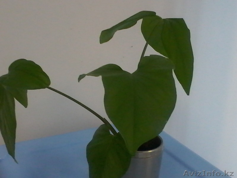 Продам комнатные растения в ассортименте  - Изображение #6, Объявление #1301967